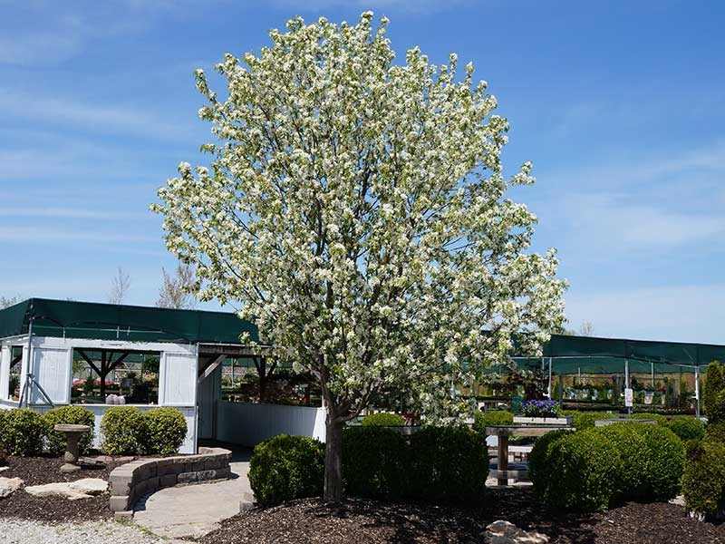 Trees St Louis MO | Shade, Ornamental, Flowering, Evergreen, Fruit